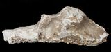 Agatized Fossil Coral From Florida - Florida #16624-1